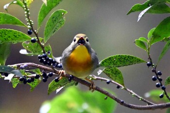 Red-billed Leiothrix 豊田市自然観察の森 Wed, 11/10/2021