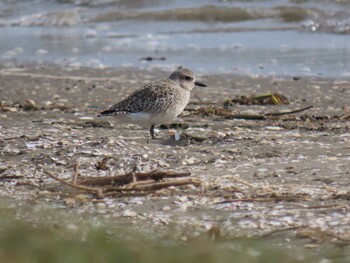 Grey Plover Sambanze Tideland Fri, 11/12/2021