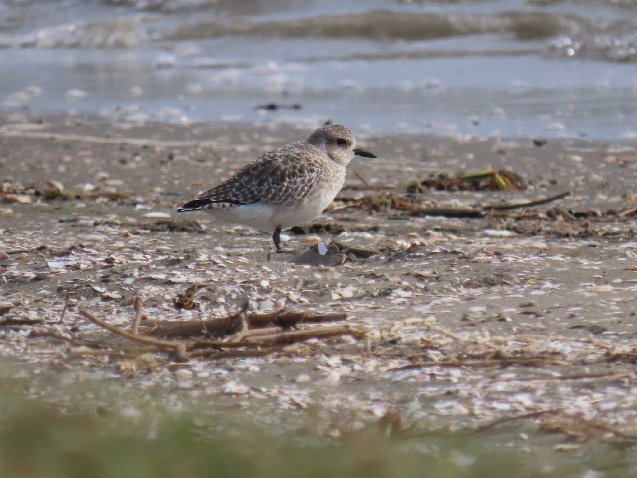 Grey Plover