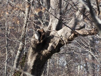 Ural Owl(japonica) Unknown Spots Fri, 11/12/2021