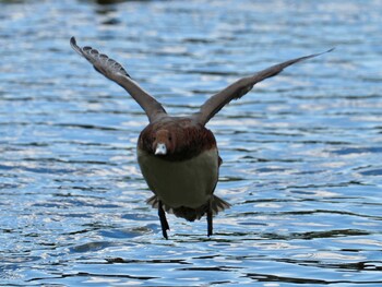 2021年11月10日(水) 岡崎市南公園の野鳥観察記録