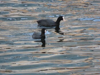 Sun, 11/7/2021 Birding report at 東品川海上公園(東京都品川区)