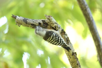 コゲラ 錦織公園 2021年11月7日(日)