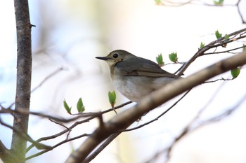 Siberian Blue Robin Karuizawa wild bird forest Fri, 5/5/2017