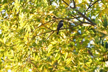 2021年11月13日(土) 長浜公園の野鳥観察記録
