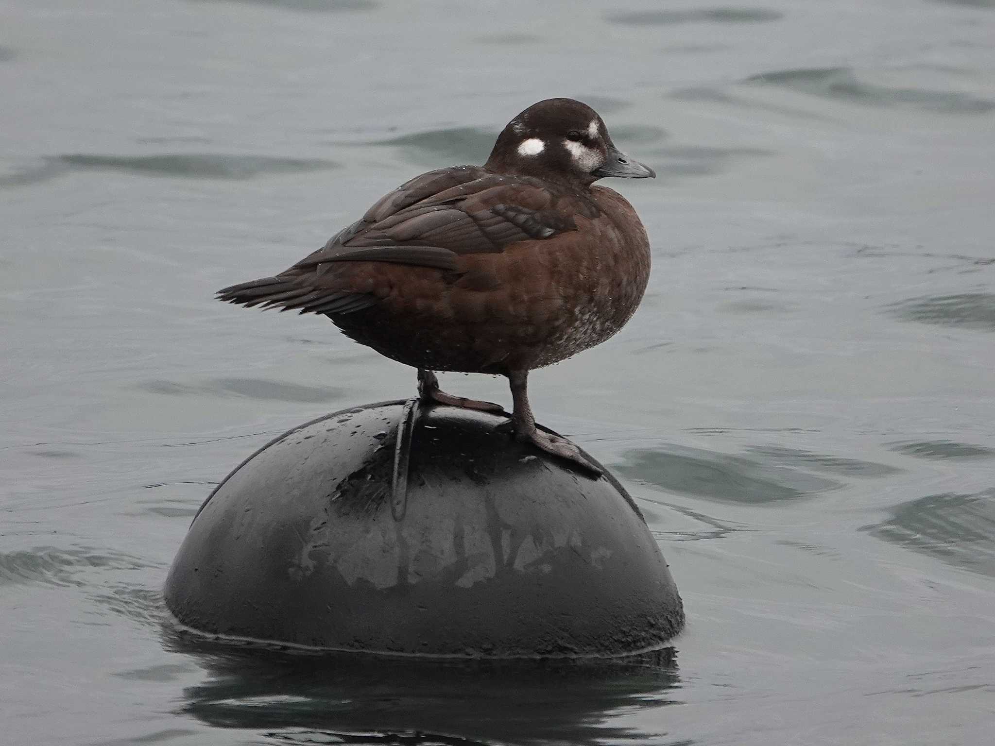 Photo of Harlequin Duck at 蕪島(青森県) by dalidalida