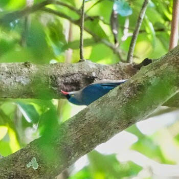 ビロードゴジュウカラ Nam Nao National Park 2021年11月4日(木)