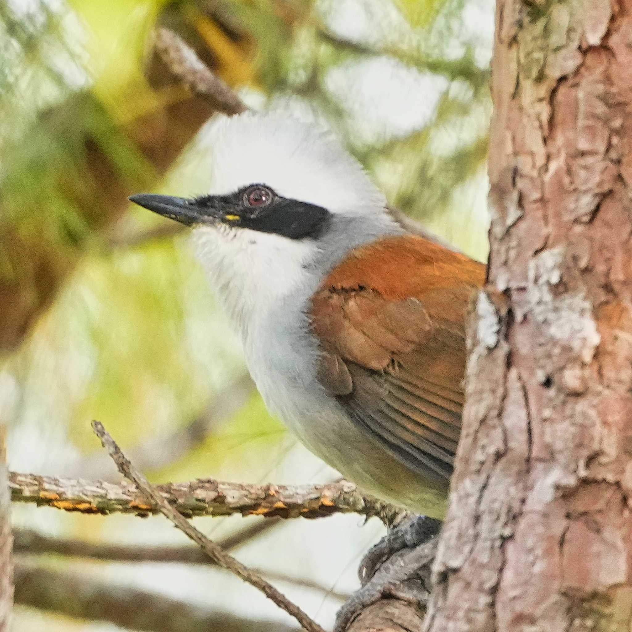 White-crested Laughingthrush