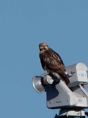 2021年11月13日(土) 新横浜公園の野鳥観察記録