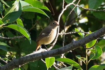 Daurian Redstart 多摩川二ヶ領宿河原堰 Sat, 11/13/2021