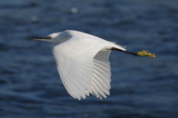 2021年11月13日(土) 多摩川二ヶ領宿河原堰の野鳥観察記録