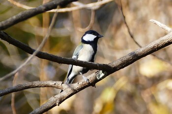 シジュウカラ 赤羽自然観察公園 2021年11月13日(土)