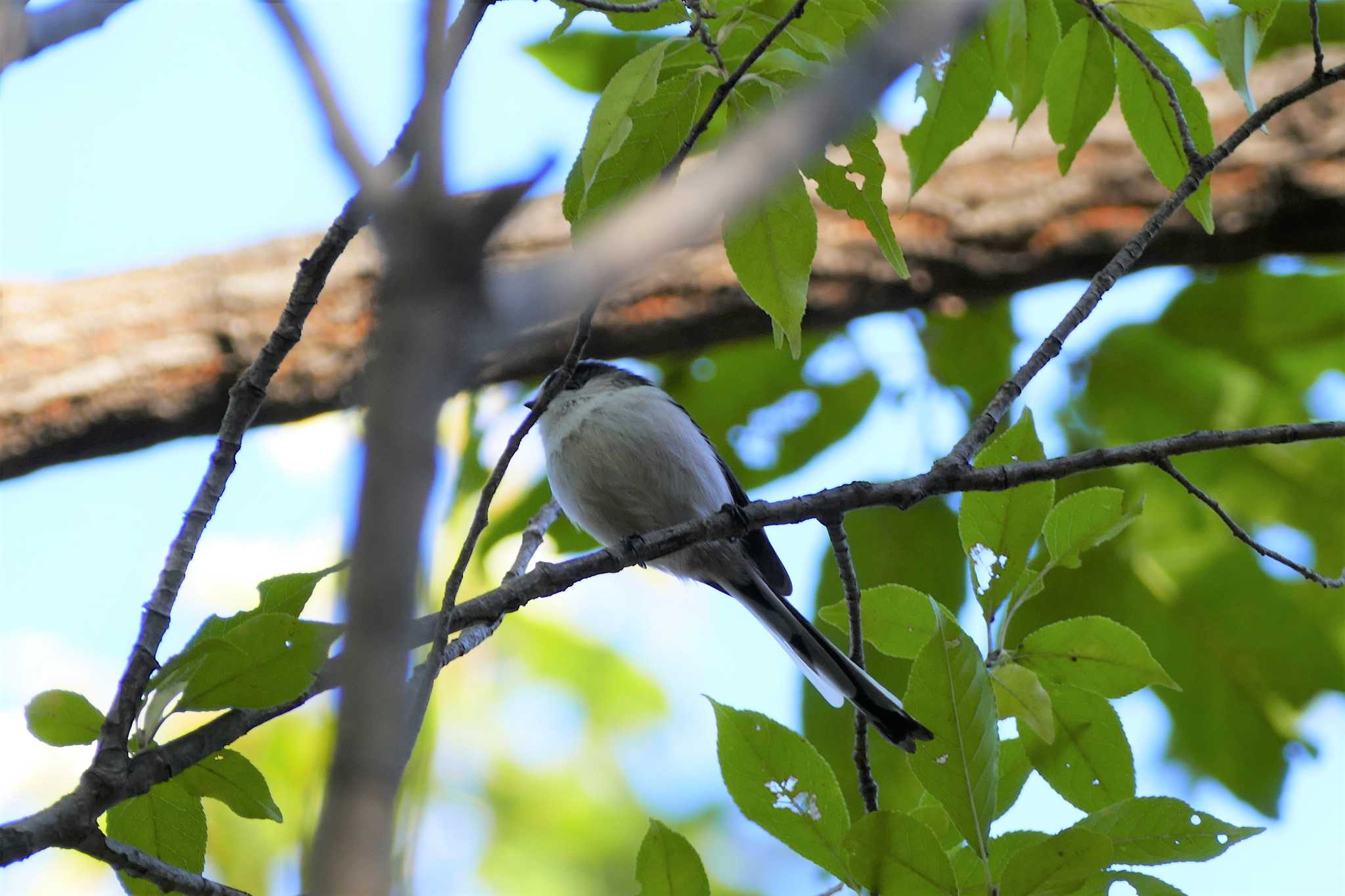 Photo of Long-tailed Tit at 赤羽自然観察公園 by アカウント5509