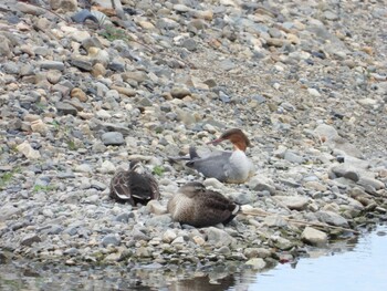 2021年11月13日(土) 山口県の野鳥観察記録