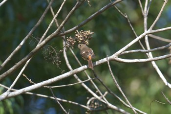 ジョウビタキ 滋賀県甲賀市甲南町創造の森 2021年11月13日(土)