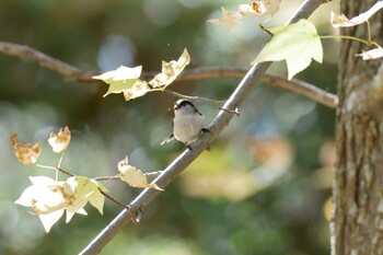 エナガ 滋賀県甲賀市甲南町創造の森 2021年11月13日(土)