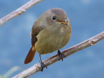 Sat, 11/13/2021 Birding report at 境川(境橋付近)