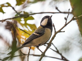 シジュウカラ 武庫川 2021年11月13日(土)