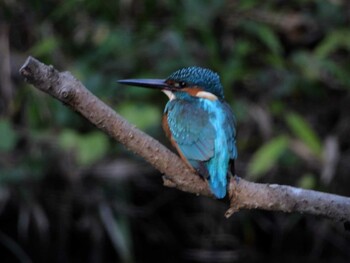 Common Kingfisher 四ツ池公園 Sat, 11/13/2021