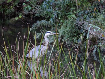 Grey Heron 四ツ池公園 Sat, 11/13/2021