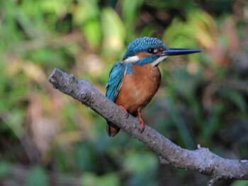 2021年11月13日(土) 四ツ池公園の野鳥観察記録