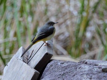 Grey Wagtail 四ツ池公園 Sat, 11/13/2021