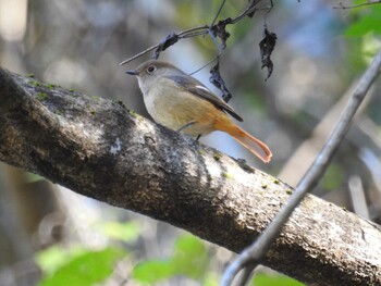 2021年11月13日(土) 早戸川林道の野鳥観察記録