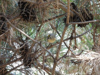 Sat, 11/13/2021 Birding report at Chaoyang Park(Beijing)