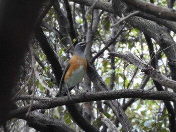 2021年11月6日(土) 山口県の野鳥観察記録