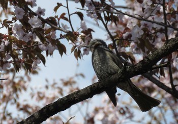 ヒヨドリ 旭山公園 2017年5月9日(火)