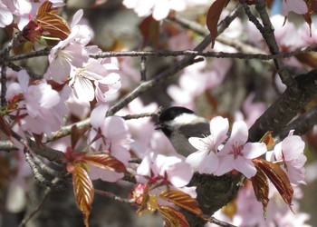 コガラ 旭山公園 2017年5月9日(火)