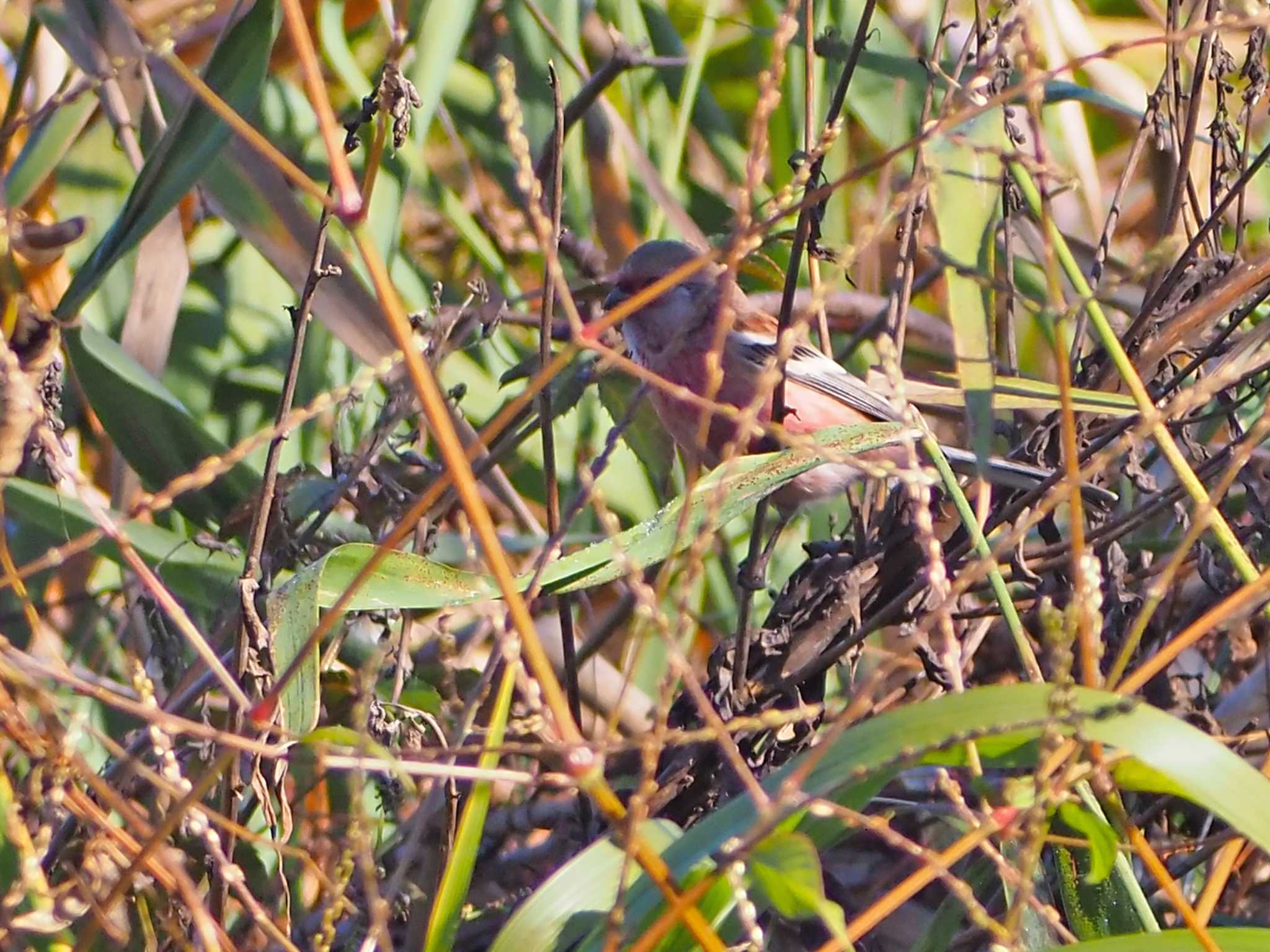 Siberian Long-tailed Rosefinch