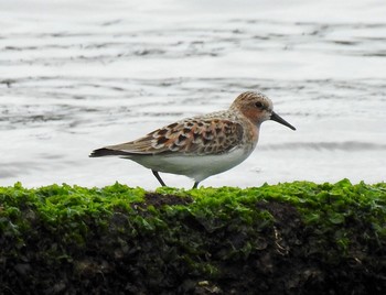 Red-necked Stint 兵庫県西宮市 Wed, 5/10/2017