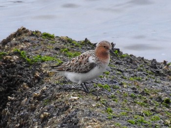 Red-necked Stint 兵庫県西宮市 Wed, 5/10/2017