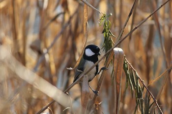 シジュウカラ 見沼自然公園 2020年12月27日(日)