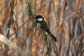 シジュウカラ 見沼自然公園 2020年12月27日(日)