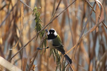 シジュウカラ 見沼自然公園 2020年12月27日(日)