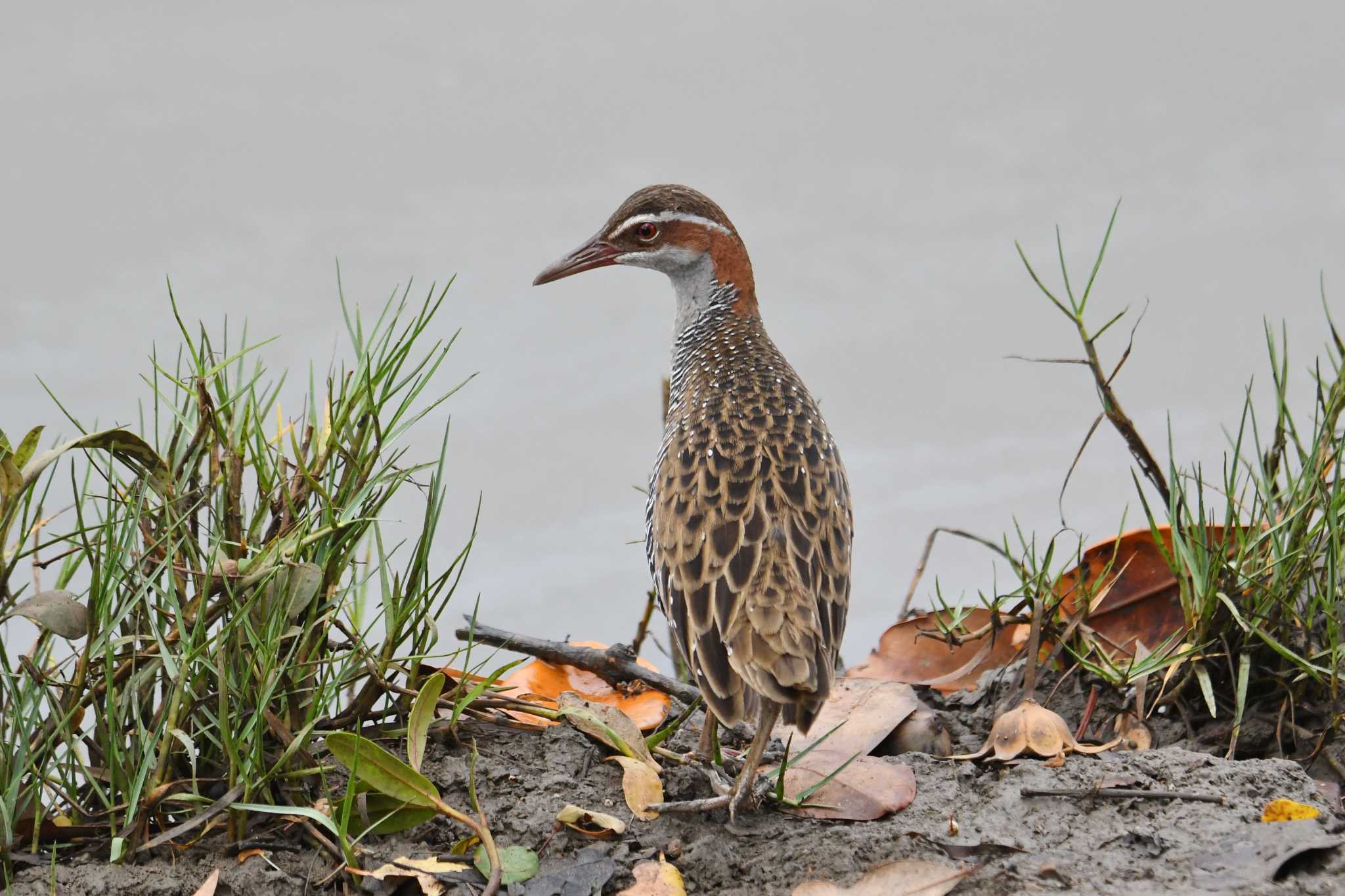 Buff-banded Rail