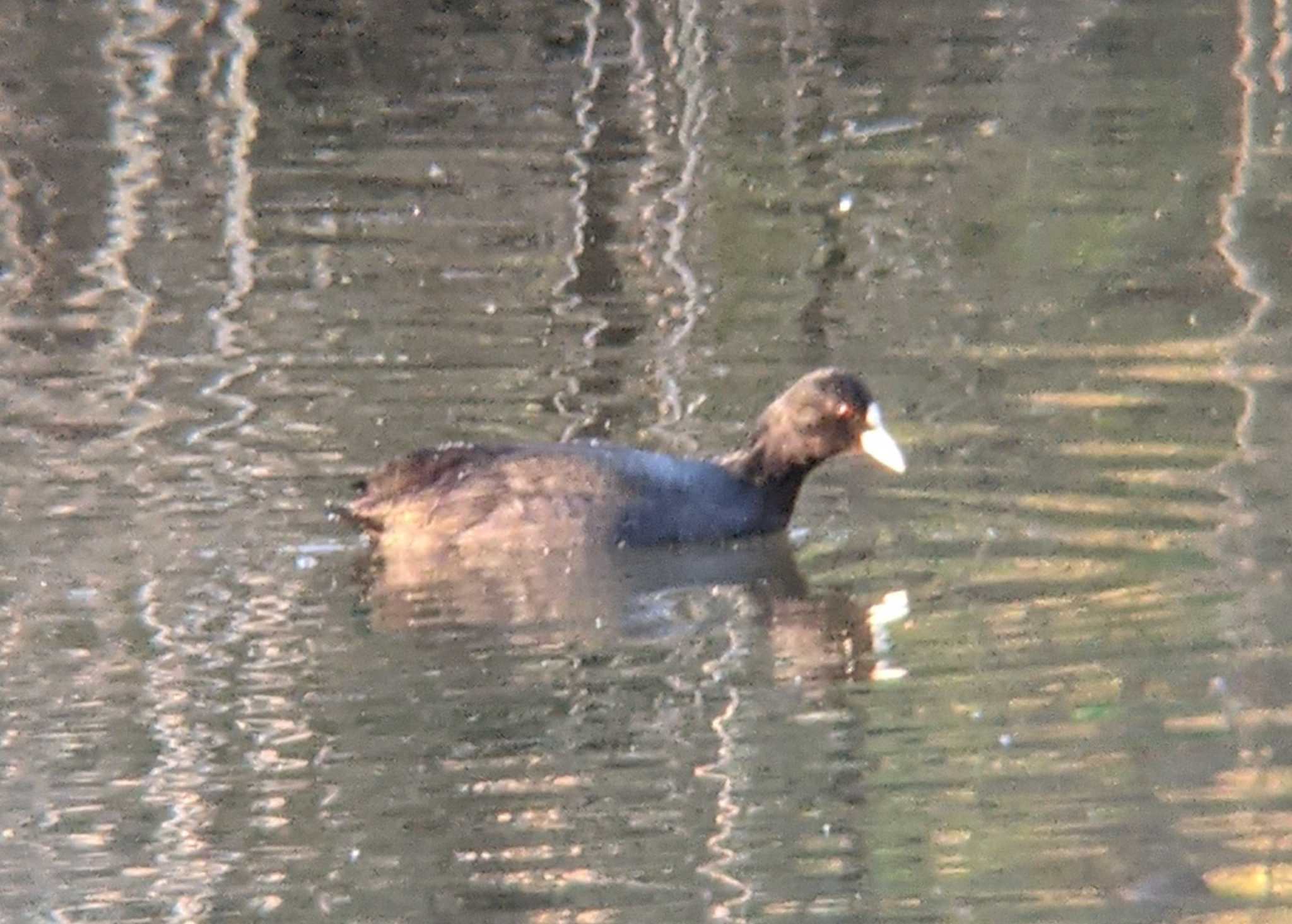 Eurasian Coot