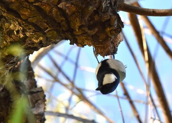 シジュウカラ 舎人公園 2021年11月13日(土)