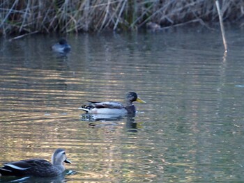 Mallard Maioka Park Sat, 11/13/2021