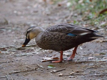 Eastern Spot-billed Duck Maioka Park Sat, 11/13/2021