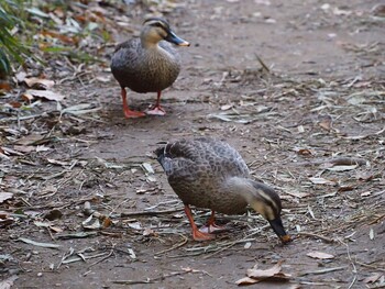 Eastern Spot-billed Duck Maioka Park Sat, 11/13/2021