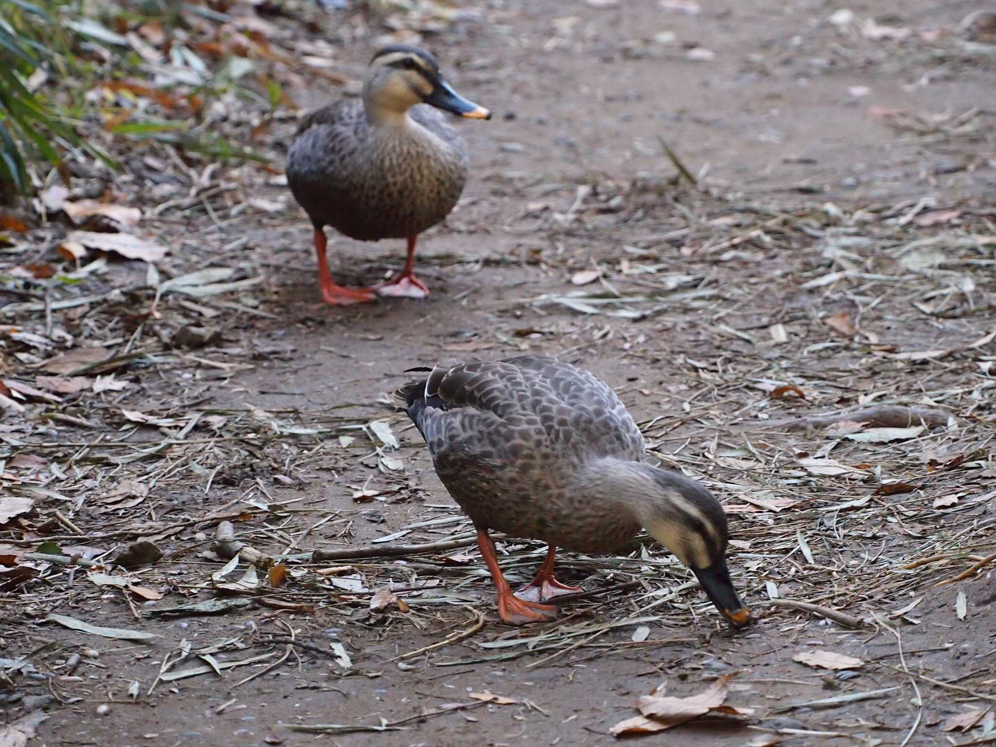 Photo of Eastern Spot-billed Duck at Maioka Park by 塩昆布長