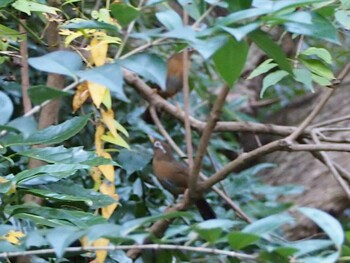 2021年11月13日(土) 舞岡公園の野鳥観察記録