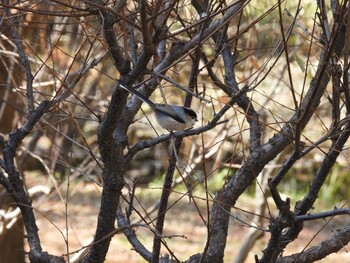 Silver-throated Bushtit Chaoyang Park(Beijing) Sat, 11/13/2021