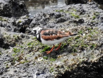 キョウジョシギ 兵庫県西宮市 2017年5月10日(水)