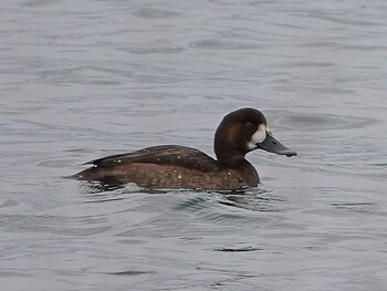 Greater Scaup 蕪島(青森県) Fri, 11/12/2021