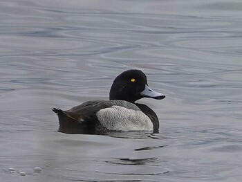 Greater Scaup 蕪島(青森県) Fri, 11/12/2021