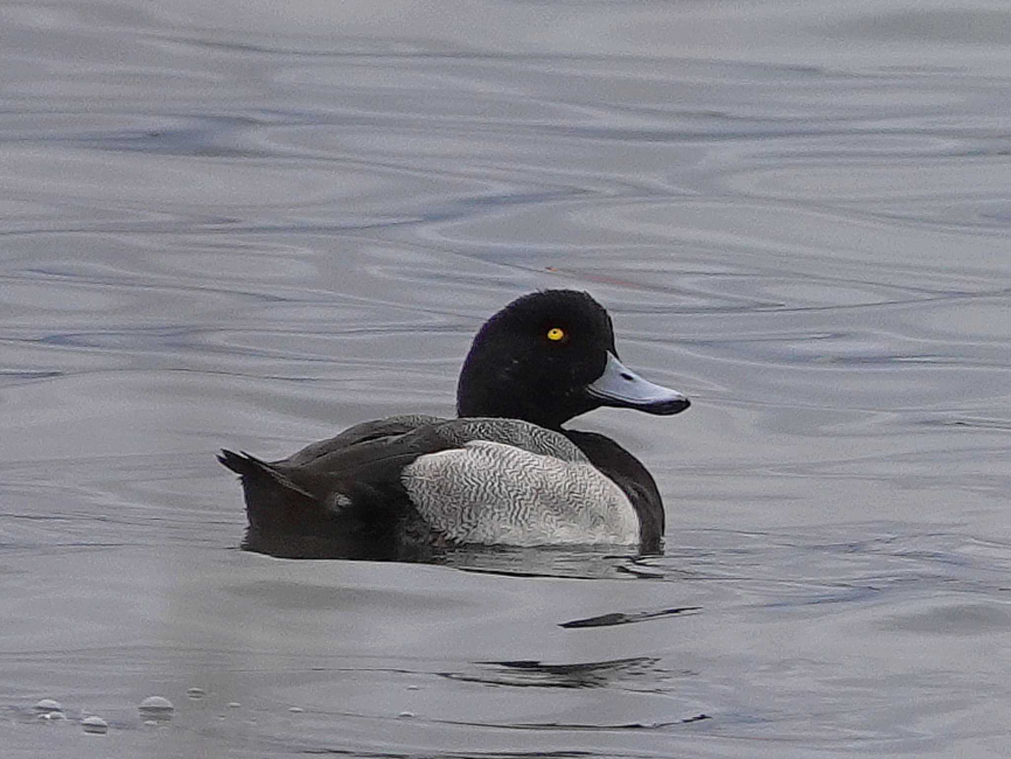 Photo of Greater Scaup at 蕪島(青森県) by dalidalida